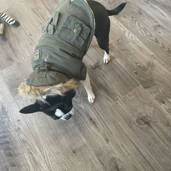 Canada Pooch winter jacket too small for my dog. size 10 like new - Picture 6 of 8